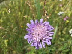 Knautia dipsacifolia
