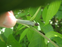 Fraxinus nigra image