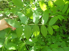 Fraxinus nigra image