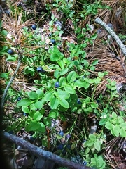 Vaccinium myrtillus