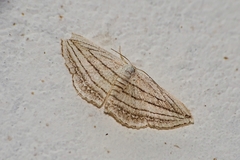 Scopula opicata