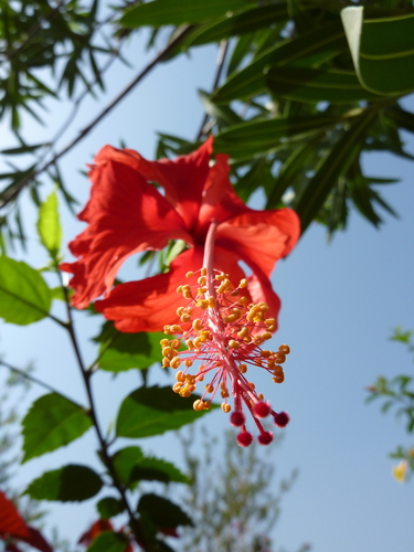 Red Hibiscus