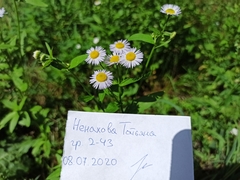 Erigeron annuus