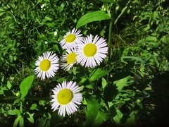 Erigeron annuus