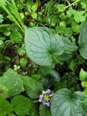 Viola mirabilis