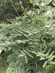 Styphnolobium