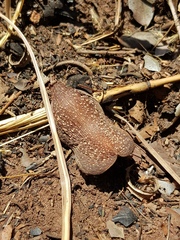 Diplorhynchus condylocarpon