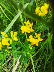Lotus corniculatus