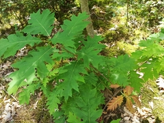 Quercus rubra