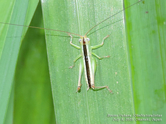 Conocephalus exemptus