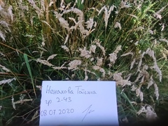Calamagrostis epigejos