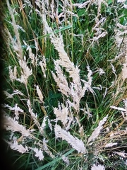 Calamagrostis epigejos