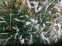 Calamagrostis epigejos