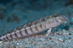 Parapercis xanthozona