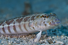 Parapercis xanthozona