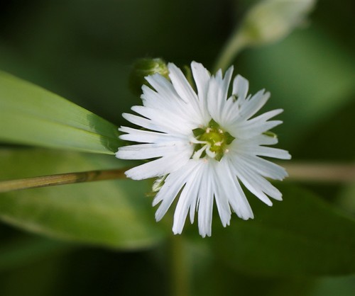 Radiant chickweed
