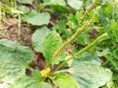 Plantago major