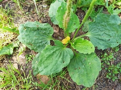 Plantago major