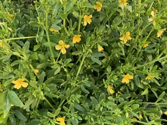 Roepera billardierei