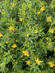 Roepera billardierei