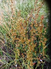 Rumex acetosella