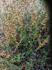 Rumex acetosella