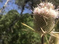 Dipsacus comosus