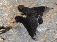 Hemipenthes velutina