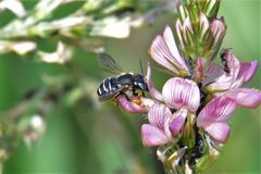 Anthidium punctatum