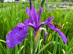 Polytremis pellucida
