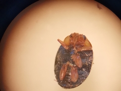 Scymnus rubromaculatus