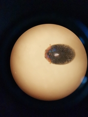 Scymnus rubromaculatus