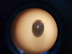 Scymnus rubromaculatus