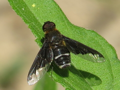 Hemipenthes velutina