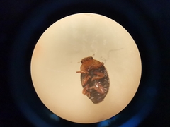 Scymnus rubromaculatus