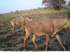 Alcelaphus buselaphus major