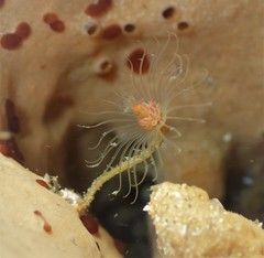 Tubulariidae