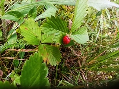 Fragaria vesca