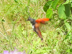 Stictoleptura cordigera