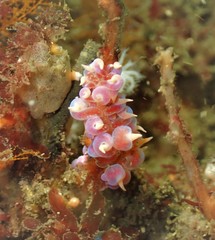 Phyllodesmium poindimiei