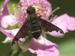 Hemipenthes velutina