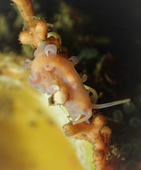 Phyllodesmium