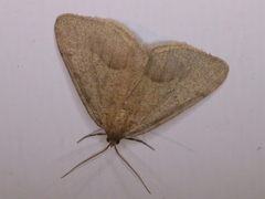 Macaria evagaria