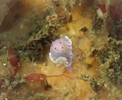 Goniobranchus thompsoni