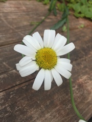 Leucanthemum vulgare