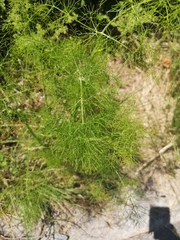 Foeniculum