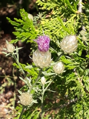 Centaurea deusta