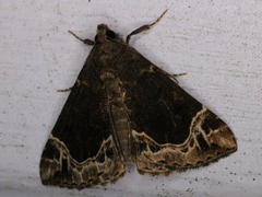 Hypena abalienalis
