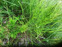 Equisetum arvense