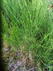 Equisetum arvense